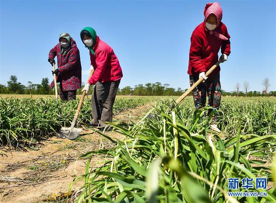  5月11日，農(nóng)民在山西省大同市云州區(qū)西坪鎮(zhèn)唐家堡村邊的黃花菜地里除草。新華社發(fā)（柴婷 攝）